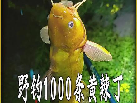 什么样的位置是黄辣丁的爆点#原来钓鱼才是抖音运动顶流 #野钓黄辣丁#沃鼎王者神剑四代