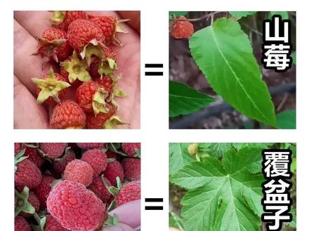辨认山莓,覆盆子,茅莓,蓬蘽的区别#中草药 #覆盆子 #树莓 #植物分享 #百草