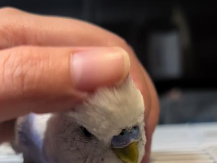 Lumi表示:我是自愿拍摄的,最后还送姨姨们“黄金万两”,哈哈哈……#手养鸟 #国血大头鹦鹉 #会说话的虎皮鹦鹉 #怎么教虎皮鹦鹉说话 #新年摸鸟头万事不用愁