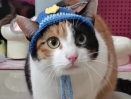 全世界的小猫都要开始被训了(素材来源于:@超级无敌大开门) #猫猫 #搞笑#娱乐评论大赏 #萌宠出道计划