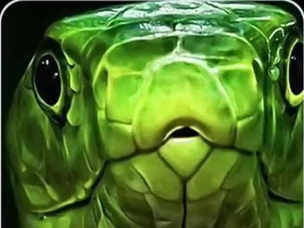 #毒蛇 #蛇🐍 ,眼睛王蛇吃蛇!