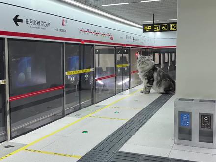 猫咪地铁站 猫咪地铁站通车了#喵星人#猫咪#复刻#手工#科沃斯X11