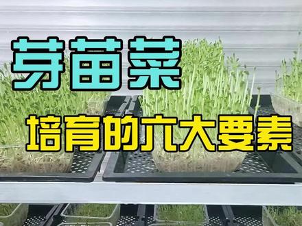 六个步骤让你简单学会芽苗菜培育 #无土栽培 #水培蔬菜