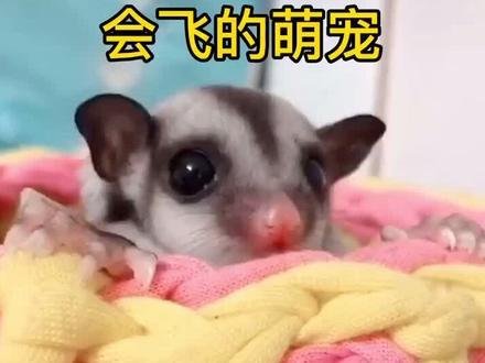 还不赶快盘一只#萌宠