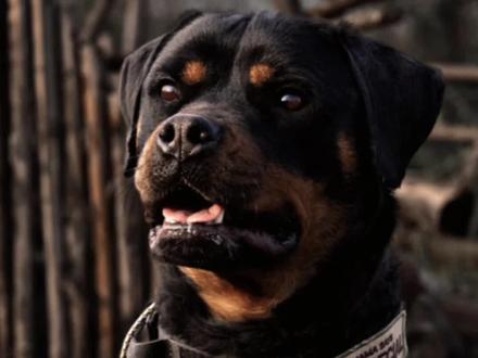 为什么不推荐新手饲养罗威纳犬?#真实生活分享计划 #萌宠出道计划 #狗狗 #罗威纳