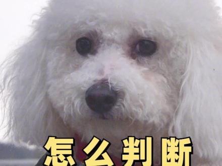 比熊犬怎么看品相?纯不纯看哪里?#让中国宠物吃上安全口粮 #养宠知识 #宠物科普 #比熊怎么看纯不纯