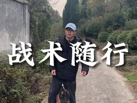 让更多人了解“骑狗”的本质是战术随行#训犬 #养狗经验分享 #训犬师 #养狗人 #萌宠