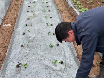 3月31号栽辣椒,春季种菜建议大家盖银黑双色地膜!
