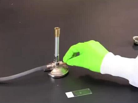 革兰氏染色方法(2)