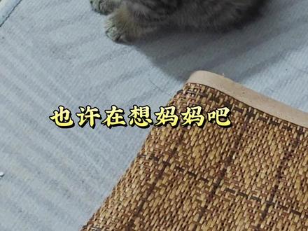 一只普通小猫的进化史
#我把我的猫养大啦
曾经我也不会想到我会有一只小猫
且这么可爱
也许是缘分,去年五月的某一天我跟我对象去朋友家吃饭,他家的猫生了一窝小崽,才刚出生没多少天,小小的却也可爱的很,而且超级乖,原本对猫没有欲望的我第一次看见这个小家伙就莫名的喜欢~
第二次是隔了一个月之后,再次去到朋友家,小猫猫已经满月了,会跑会跳会吃饭会用猫砂盆,主动过来找我玩,在我怀里睡觉,看着这个一点点大的小猫。我心都化了,当时就有一个决定要把它拐回家,于是当天吃饱饭,就跟朋友说了,正好朋友那里有一窝也养不下,于是我们就把它带回家了,一路上有开心,有激动,又紧张又害怕,开心的是我终于有猫猫了,害怕的是第一次养猫没有经验,不过还好,未来很顺利,在我们这个平淡的生活里,小猫的到来给我增添了不少乐趣#这是我一手养大的猫 #萌宠 #猫孩子 #养猫的应该都懂吧