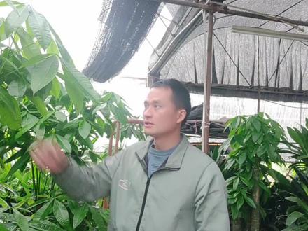 发财树长高了,如何管理