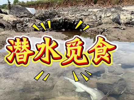 潜水觅食,海鲜自助现抓现吃 #赶海