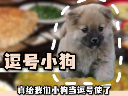 第一见拿小狗打窝的#舌尖上的河南 #可爱 #小狗