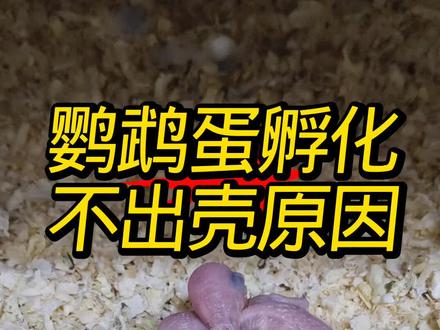 #创作灵感 #鹦鹉鹦鹉孵化为什么不出壳呢?