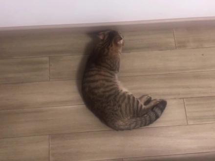 猫咪发情到处蹭东西,辗转反侧让人心疼,铲屎官应该怎么办?