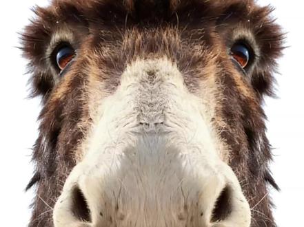 呃呃呃,嗷,呃呃呃,嗷呃呃,嗷呃嗷呃,嗷呃,呃呃呃,嗷,呃呃呃,嗷呃呃,嗷呃嗷呃,嗷呃,呃呃呃,嗷,呃呃呃,嗷呃呃,嗷呃嗷呃,嗷呃#动物成精 #驴