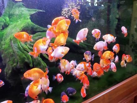 今天学习的是给鱼缸换水! #兰寿 #养鱼日记 #金鱼 #换水鱼缸 #在拍一种很新的vlog