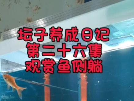 《坛子鳜养成日记》第二十六集观赏鱼侧躺的几个原因#鳜鱼 #养鱼日记 #水族 #观赏鱼 #水族爱好者