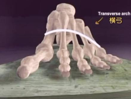 康复每日分享:足弓的重要性,足弓的功能解剖,纯纯的干货来喽#康复科普#功能解剖#康复训练#运动康复