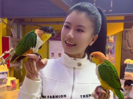 鹦鹉群鹦荟 撸鹦鹉的好地方 #鹦鹉 #周末去哪儿 #手养鹦鹉