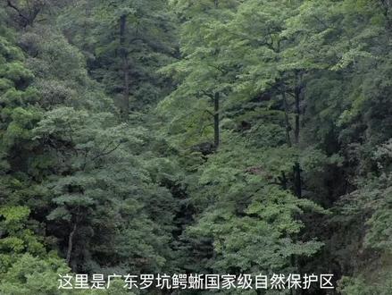 鳄蜥,恐龙的兄弟,生存在广东罗坑鳄蜥国家级自然保护区。全国数量不足1400只。
