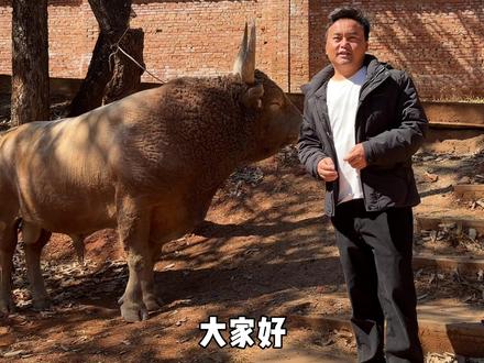 云南vs四川,四川36万冠军日不勒则牛王和20万冠军和德执惹,出战云南38万冠军小灰虎牛王和20万冠军小四季牛王,大年初四初五想约禄劝林场。