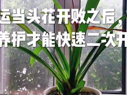 鸿运当头花开败之后,如何养护才能快速二次开花