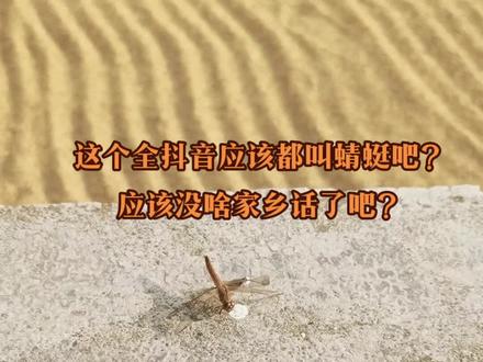 我们家乡叫蜻蜓?应该是全国统一的叫法吧?#请用家乡话说出它的名字 #捕捉一只小可爱 #儿时记忆