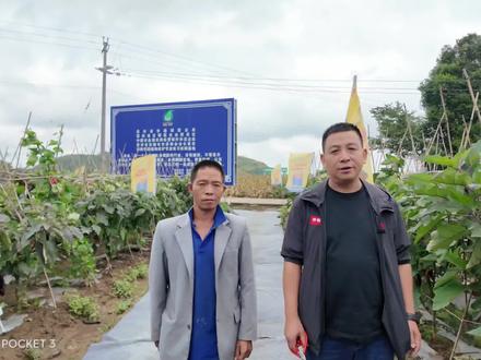 你知道贵州秋季蔬菜长茄封顶的意思吗?