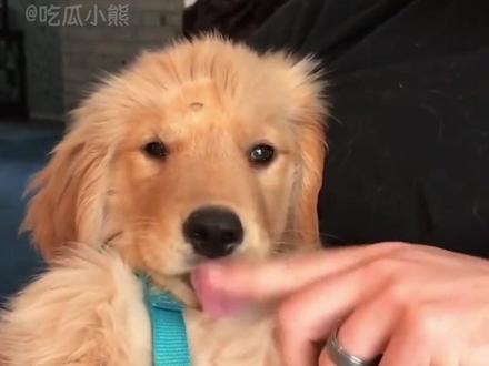 小狗是世界瑰宝! #狗狗 #萌 #娱乐评论大赏