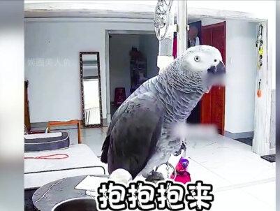 原来动物也会幸灾乐祸,狐狸太胖被同类嘲笑 #萌宠搞笑 #宠物搞笑 #动物的迷惑行为 #娱乐评论大赏 #猫狗