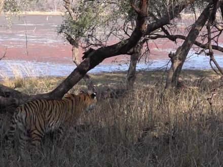 老虎对鹿群威胁很大,可鳄鱼残忍的杀戮场面,连老虎也要礼让三分