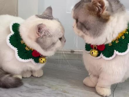 这个圣诞你愿意陪我一起度过吗 #萌宠出道计划 #圣诞