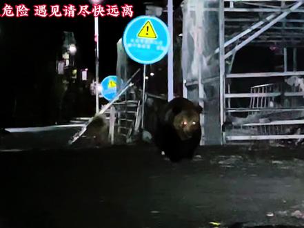藏马熊防御网锦集#动物世界 #西藏#藏马熊#露营#自驾游