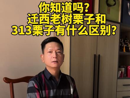 迁西老🌲栗子和313栗子有什么区别?炒货店的老板们,糖炒栗子老板们你们知道吗?#坚果炒货 #板栗 #全国发货欢迎合作 #新鲜板栗 #源头好货