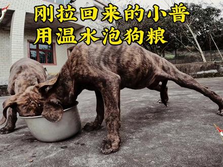 到重庆北碚拉两条普比猎犬,老人家喂的实战猎犬后代,品相还不错 #普罗特猎犬 #比特犬 #普比猎犬 #实战猎犬 #养狗 #猎狗