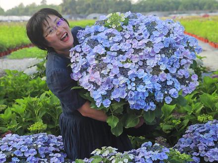 小空间绣球品种推荐,仙气值拉满 #大花绣球 #绣球花 #海蒂的花园 #园艺生活 #花园生活 @海蒂的花园官方旗舰店 @抖音小助手