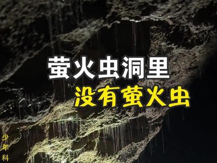 被骗了!#新西兰萤火虫洞里根本没有萤火虫,而是这种虫子!#蕈蚊幼虫#幽帘虫 #昆虫科普 #冷知识 @DOU+上热门 @DOU+小助手 @抖音青少年