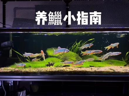 如何如何养好一缸发色的马口鱲?#原生鱼 #原生缸 #发色 #玻璃中的大自然 #马口鱲#养鱼日记 #溪流缸