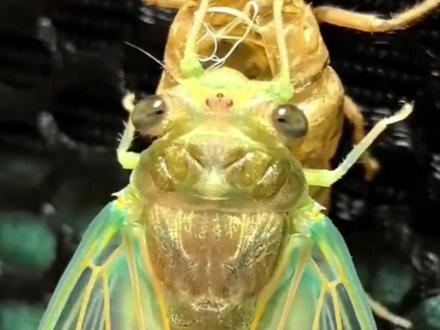 蝉的“羽化变形记” 蝉蜕药用功效大公开#蝉蜕 #科普 #新闻大求真