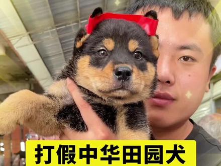 #中华田园犬 #狗市 #四眼铁包金 #宠物市场 非常极品的黄狗白面