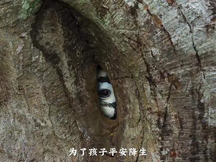 冠斑犀鸟的爱情纯真,蝙蝠为聘,树洞为牢,爱情天地可鉴#动物世界#冠斑犀鸟 #动物科普