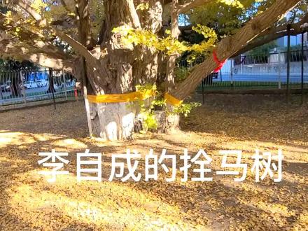 李自成的拴马树现在怎样了? #落叶知秋 #历史古迹 #最美银杏树