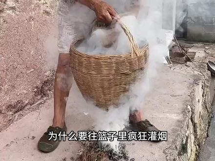 为什么要用艾草熏小鸡 #科普一下 #艾草 #养鸡小妙招