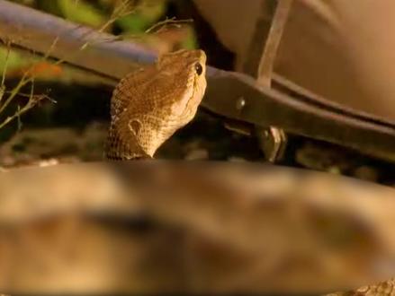 奥斯汀前往墨西哥,寻找塔普坎响尾蛇#蛇 #原创作品 #纪录片解说