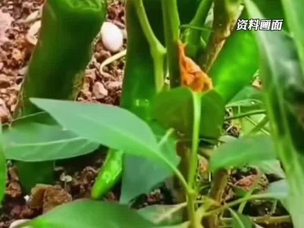 法院判了:全体业主赔偿陈女士1元