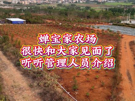 婵宝家农场很快能和大家见面了,听听管理人员介绍吧 #迈合村#婵宝#文茂采摘园#农家乐#航摄湛江