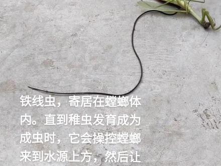 #有认识的吗 见到这种虫子千万不要摸! 如果缠绕在手指上,不及时把它取下来,那就会越勒越紧,最后可能会导致血液流通不畅而坏死。如果遇到这种情况,要及时放入到清水中,用不了多久它就会自动脱离开了。