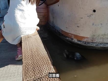 海狮突然袭击小女孩,将小女孩拖进海里,幸亏大爷及时出手相救! #海狮 #动物故事 #人与动物 #动物迷惑行为