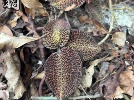 老一辈叫它“石蚕”,其实是国家保护植物金线莲!#我的乡村生活 #金线莲